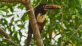 Braz 1615 Chestnut eared Aracari