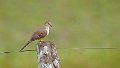 Braz 1626 Long-tailed Ground Dove