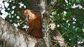 Braz 1633 Coati