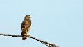 Braz 1652 Savanna Hawk