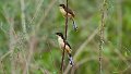 Braz 1672 Black Capped Donacobius