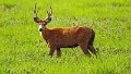 Braz 1699 Marsh Deer
