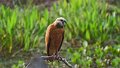 Braz 1710 Black Collared Hawk