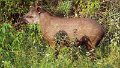 Braz 1750 Tapir