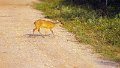 Braz 1766 Red Brocket Deer