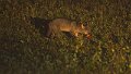 Braz 1790 Crab Eating Fox