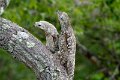 Braz 1840 Greater Potoo