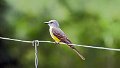 Braz 1855 Tropical Kingbird