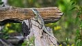 Braz 1862 Lizard