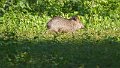 Braz 1873 Collared Peccary