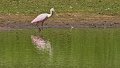 Braz 1881 Roseate Spoonbill