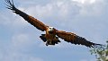 Braz 1896 Black Collared Hawk