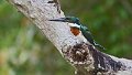 Braz 1914 Amazon Kingfisher