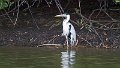 Braz 1920 Cocoi Heron