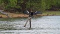 Braz 1926 Anhinga