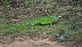 Braz 1940 Green Iguana