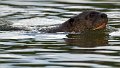 Braz 1963 Giant River Otter