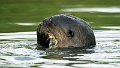 Braz 1975 Giant River Otter