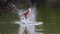Braz 1988 Ringed Kingfisher