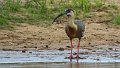 Braz 2062 Buff-necked Ibis