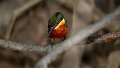 Braz 2122 Green and Rufous Kingfisher