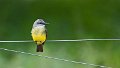 Braz 2130 Tropical Kingbird