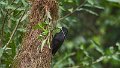 Braz 2152 Crested Oropendola