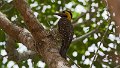 Braz 2168 Campo Flicker