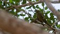 Braz 2183 Yellow Olive Flycatcher