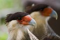 Braz 2200 Southern Caracara