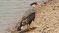 Braz 2205 Southern Caracara