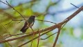 Braz 2225 Glittering-throated Emerald