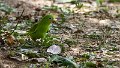 Braz 2233 Yellow-chevroned Parakeet