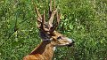 Braz 2236 Marsh Deer