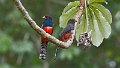 Braz 2375 Blue Crowned Trogon