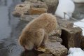 Japan 3243 Snow Monkeys