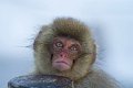 Japan 3353 Snow Monkeys