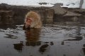 Japan 3636 Snow Monkeys