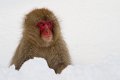 Snow Monkeys