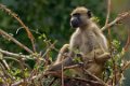 Chongwe-Baviaan-9180