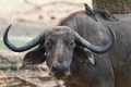Chongwe-Buffel-9240