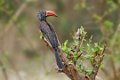 Chongwe-Gekroonde Neushoornvogel-9397