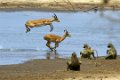 Chongwe-Impala-9322