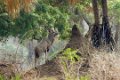 Chongwe-Kudu-9183
