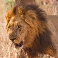 Chongwe-Leeuw-9165