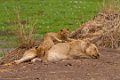 Chongwe-Leeuw-9480