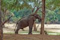 Chongwe-Olifant-8966