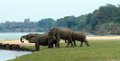 Chongwe-Olifant-8977