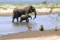 Chongwe-Olifant-9308