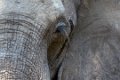 Chongwe-Olifant-9340